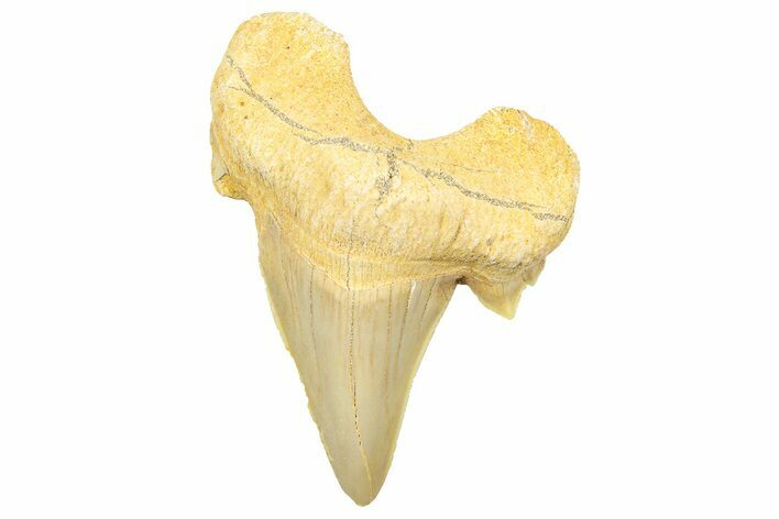 Fossil Shark Tooth (Serratolamna) - Morocco #353517